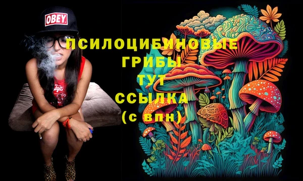 прущие грибы Аркадак
